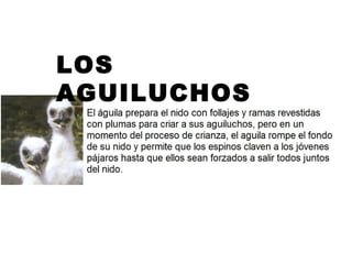 LOS
AGUILUCHOS
 