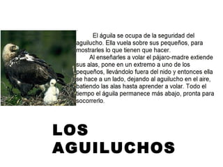 LOS
AGUILUCHOS
 