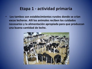 Etapa 1 - actividad primaria
• Los tambos son establecimientos rurales donde se crían
vacas lecheras. Allí los animales reciben los cuidados
necesarios y la alimentación apropiada para que produzcan
una buena cantidad de leche.