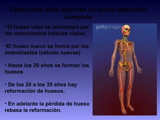 Cada cinco años tenemos un nuevo esqueleto
completo
• El hueso viejo se desintegra por
los osteoclastos (células viejas)
•El hueso nuevo se forma por los
osteoblastos (células nuevas)
• Hasta los 20 años se forman los
huesos
• De los 20 a los 35 años hay
reformaciòn de huesos.
• En adelante la pérdida de hueso
rebasa la reformaciòn.
 