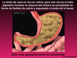 La leche de vaca es rica en calcio, pero una vez en el tubo
digestivo humano la mayoría del mismo es precipitado en
forma de fosfato de calcio y expulsado a través de la heces
Sólo una pequeña parte es absorbida
Univ. Montpellier
 