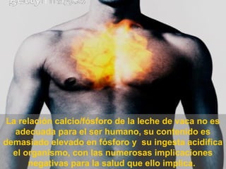 La relación calcio/fósforo de la leche de vaca no es
adecuada para el ser humano, su contenido es
demasiado elevado en fósforo y su ingesta acidifica
el organismo, con las numerosas implicaciones
negativas para la salud que ello implica.
 