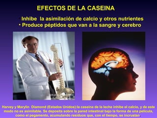 Harvey y Marylin Diamond (Estados Unidos):la caseína de la leche inhibe el calcio, y de este
modo no es asimilable. Se deposita sobre la pared intestinal bajo la forma de una película,
como el pegamento, acumulando residuos que, con el tiempo, se incrustan.
EFECTOS DE LA CASEINA
• Inhibe la asimilación de calcio y otros nutrientes
• Produce péptidos que van a la sangre y cerebro
 