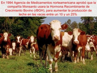En 1994 Agencia de Medicamentos norteamericana aprobó que la
compañía Monsanto usara la Hormona Recombinante de
Crecimiento Bovino (rBGH), para aumentar la producciòn de
leche en las vacas entre un 10 y un 25%
 