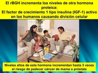 El rBGH incrementa los niveles de otra hormona
proteica:
El factor de crecimiento 1 tipo insulina (IGF-1) activo
en los humanos causando división celular
Niveles altos de esta hormona incrementan hasta 3 veces
el riesgo de padecer cáncer de mama o próstata
 