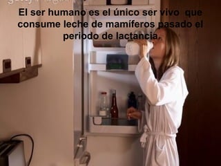 El ser humano es el único ser vivo que
consume leche de mamíferos pasado el
periodo de lactancia
 