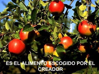 ES EL FRUTO DE LAS MANOS DEL CREADOR QUE DIO SU
VIDA A LOS ÁRBOLES Y A LAS PLANTAS PARA QUE LOS
HOMBRES DISCERNIERAN QUE HA CONFERIDO A SUS
OBRAS PROPIEDADES VIVIFICANTES, SALUDABLES,
SUSTENTADORAS Y REGENERADORAS
ES EL ALIMENTO ESCOGIDO POR EL
CREADOR
 