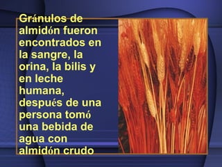 Gránulos de
almidón fueron
encontrados en
la sangre, la
orina, la bilis y
en leche
humana,
después de una
persona tomó
una bebida de
agua con
almidón crudo
 
