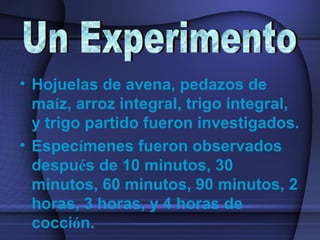 • Hojuelas de avena, pedazos de
maíz, arroz integral, trigo integral,
y trigo partido fueron investigados.
• Especímenes fueron observados
después de 10 minutos, 30
minutos, 60 minutos, 90 minutos, 2
horas, 3 horas, y 4 horas de
cocción.
 