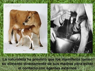 La naturaleza ha previsto que los mamíferos tomen
su alimento directamente de sus madres para evitar
el contacto con agentes externos
 