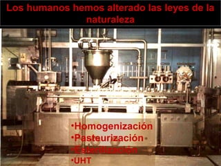 Los humanos hemos alterado las leyes de la
naturaleza
•Homogenización
•Pasteurización
•Esterilización
•UHT
 