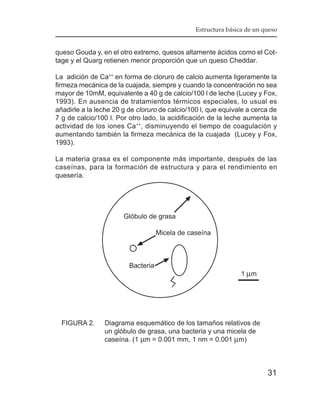 Estructura básica de un queso


queso Gouda y, en el otro extremo, quesos altamente ácidos como el Cot-
tage y el Quarg retienen menor proporción que un queso Cheddar.

La adición de Ca++ en forma de cloruro de calcio aumenta ligeramente la
firmeza mecánica de la cuajada, siempre y cuando la concentración no sea
mayor de 10mM, equivalente a 40 g de calcio/100 l de leche (Lucey y Fox,
1993). En ausencia de tratamientos térmicos especiales, lo usual es
añadirle a la leche 20 g de cloruro de calcio/100 l, que equivale a cerca de
7 g de calcio/100 l. Por otro lado, la acidificación de la leche aumenta la
actividad de los iones Ca ++, disminuyendo el tiempo de coagulación y
aumentando también la firmeza mecánica de la cuajada (Lucey y Fox,
1993).

La materia grasa es el componente más importante, después de las
caseínas, para la formación de estructura y para el rendimiento en
quesería.




                       Glóbulo de grasa

                                    Micela de caseína



                         Bacteria
                                                                1 µm




  FIGURA 2.     Diagrama esquemático de los tamaños relativos de
                un glóbulo de grasa, una bacteria y una micela de
                caseína. (1 µm = 0.001 mm, 1 nm = 0.001 µm)



                                                                         31
 