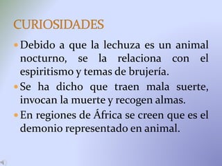  Debido a que la lechuza es un animal
nocturno, se la relaciona con el
espiritismo y temas de brujería.
 Se ha dicho que traen mala suerte,
invocan la muerte y recogen almas.
 En regiones de África se creen que es el
demonio representado en animal.
 