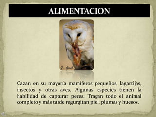 Cazan en su mayoría mamíferos pequeños, lagartijas,
insectos y otras aves. Algunas especies tienen la
habilidad de capturar peces. Tragan todo el animal
completo y más tarde regurgitan piel, plumas y huesos.
 