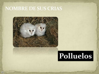 Polluelos
 