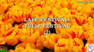 Lale Festivali, Tulip Festival, Emirgan (2)
