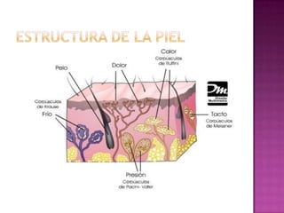 Estructura de la piel