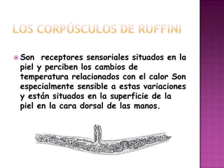 los corpúsculos de RuffiniSon  receptores sensoriales situados en la piel y perciben los cambios de temperatura relacionados con el calor Son especialmente sensible a estas variaciones y están situados en la superficie de la piel en la cara dorsal de las manos.