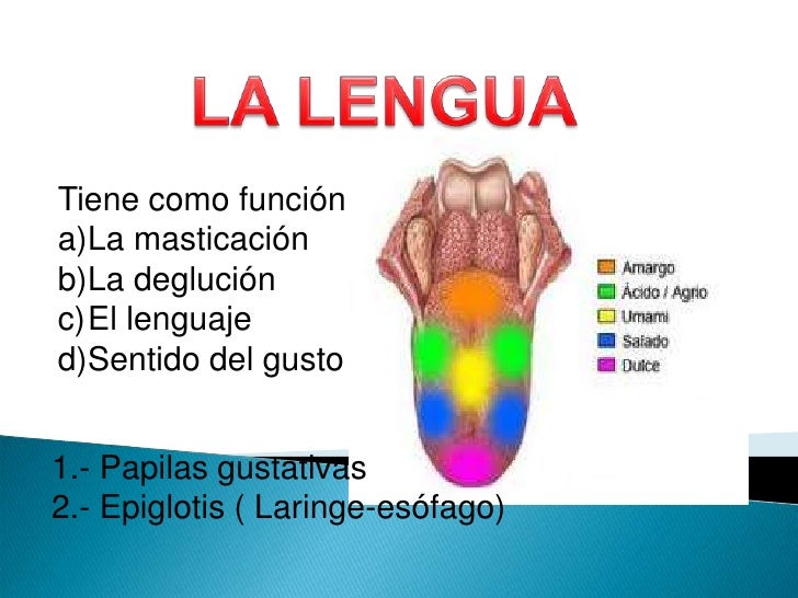 La lengua