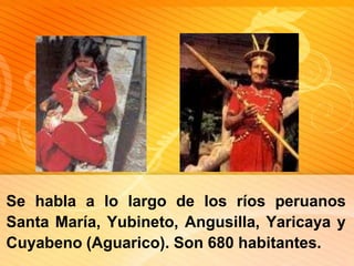 Se habla a lo largo de los ríos peruanos Santa María, Yubineto, Angusilla, Yaricaya y Cuyabeno (Aguarico). Son 680 habitantes. 