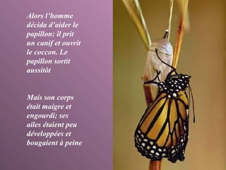 Alors l’homme décida d’aider le papillon: il prit un canif et ouvrit le coccon. Le papillon sortit aussitôt Mais son corps était maigre et engourdi; ses ailes étaient peu développées et bougaient à peine 