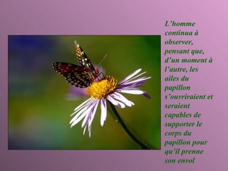 L’homme continua à observer, pensant que, d’un moment à l’autre, les ailes du papillon s’ouvriraient et seraient capables de supporter le corps du papillon pour qu’il prenne son envol 