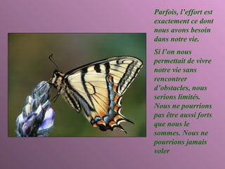 Parfois, l’effort est exactement ce dont nous avons besoin dans notre vie. Si l’on nous permettait de vivre notre vie sans rencontrer d’obstacles, nous serions limités. Nous ne pourrions pas être aussi forts que nous le sommes. Nous ne pourrions jamais voler 