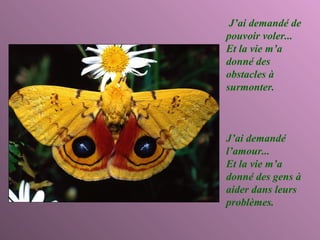 J’ai demandé de pouvoir voler... Et la vie m’a donné des obstacles à surmonter. J’ai demandé l’amour... Et la vie m’a donné des gens à aider dans leurs problèmes. 