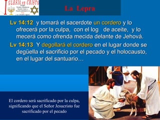 La Lepra
Lv 14:12Lv 14:12 y tomará el sacerdotey tomará el sacerdote un corderoun cordero y loy lo
ofrecerá por la culpa, con el log de aceite, y loofrecerá por la culpa, con el log de aceite, y lo
mecerá como ofrenda mecida delante de Jehová.mecerá como ofrenda mecida delante de Jehová.
Lv 14:13Lv 14:13 YY degollará el corderodegollará el cordero en el lugar donde seen el lugar donde se
degüella el sacrificio por el pecado y el holocausto,degüella el sacrificio por el pecado y el holocausto,
en el lugar del santuario…en el lugar del santuario…
El cordero será sacrificado por la culpa,
significando que el Señor Jesucristo fue
sacrificado por el pecado
 