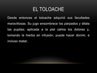 EL TOLOACHE
Desde entonces el toloache adquirió sus facultades
maravillosas. Su jugo ensombrece los párpados y dilata
las pupilas; aplicada a la piel calma los dolores y,
tomando la hierba en infusión, puede hacer dormir, e
incluso matar.
 