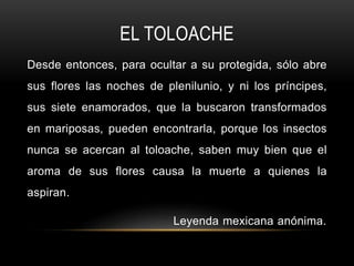 EL TOLOACHE
Desde entonces, para ocultar a su protegida, sólo abre
sus flores las noches de plenilunio, y ni los príncipes,
sus siete enamorados, que la buscaron transformados
en mariposas, pueden encontrarla, porque los insectos
nunca se acercan al toloache, saben muy bien que el
aroma de sus flores causa la muerte a quienes la
aspiran.
Leyenda mexicana anónima.
 