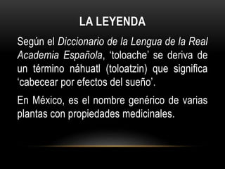 LA LEYENDA
Según el Diccionario de la Lengua de la Real
Academia Española, ‘toloache’ se deriva de
un término náhuatl (toloatzin) que significa
‘cabecear por efectos del sueño’.
En México, es el nombre genérico de varias
plantas con propiedades medicinales.
 
