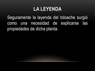LA LEYENDA
Seguramente la leyenda del toloache surgió
como una necesidad de explicarse las
propiedades de dicha planta.
 