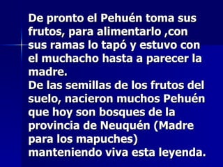 De pronto el Pehuén toma sus frutos, para alimentarlo ,con sus ramas lo tapó y estuvo con el muchacho hasta a parecer la madre. De las semillas de los frutos del suelo, nacieron muchos Pehuén que hoy son bosques de la provincia de Neuquén (Madre para los mapuches) manteniendo viva esta leyenda. 