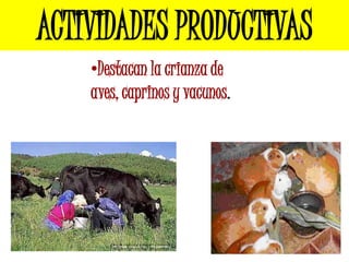 ACTIVIDADES PRODUCTIVAS
    •Destacan la crianza de
    aves, caprinos y vacunos.
 