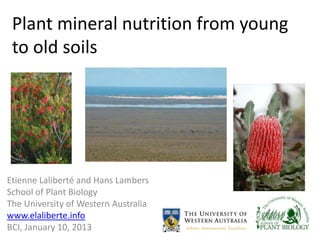 Plant mineral nutrition from young
 to old soils




Etienne Laliberté and Hans Lambers
School of Plant Biology
The University of Western Australia
www.elaliberte.info
BCI, January 10, 2013
 