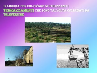 IN LIGURIA PER COLTIVARE SI UTILIZZANO I
TERRAZZAMENTI CHE SONO TALVOLTA COLLEGATI DA
TELEFERICHE

 