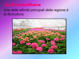 La floricoltura
Una delle attività principali della regione è
la floricoltura.

 