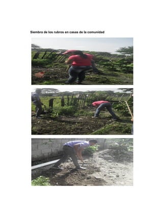 Siembra de los rubros en casas de la comunidad
 