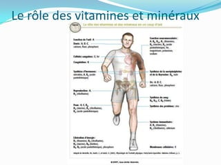 Le rôle des vitamines et minéraux
 