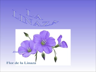 LA  LINAZA  Flor de la Linaza Ereceart 