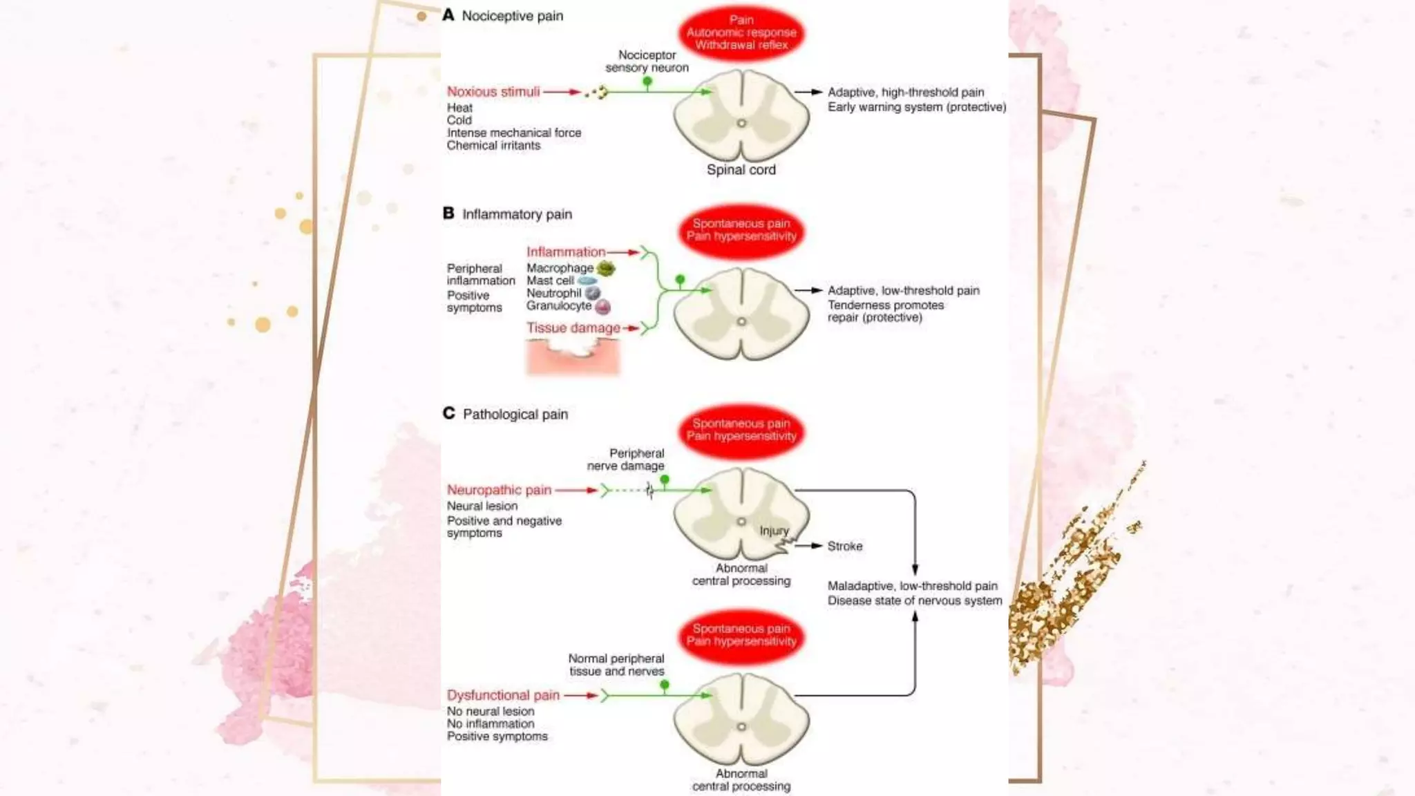 PHYSIOLOGY OF PAIN | PPTX