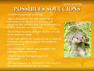 POSSIBLES SOLUCIONS Prohibir la cacera de la llúdriga Que la Generalitat faci més control de la contaminació en els rius de Catalunya, Les industries dels voltants dels rius ha de respectar el Medi Ambient i no contaminar. No utilitzar les seves pells per decorar els colls de les senyores riques. Crear més centres de recuperació de la fauna de Catalunya, on podem recuperar els animals en perill d’extinció. Fer cartells per impedir que atropellin a les llúdrigues a les carreteres. Impedir que les llúdrigues puguin ser enverinades Fer una campanya de informació i conscienciació del perill d’extinció per part de l’home. Animal: la llúdriga 