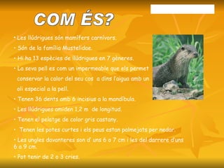 Les llúdrigues són mamífers carnívors. Són de la família Mustelidae. Hi ha 13 espècies de llúdrigues en 7 gèneres. La seva pell es com un impermeable que els permet  conservar la calor del seu cos  a dins l’aigua amb un oli especial a la pell. Tenen 36 dents amb 6 incisius a la mandíbula. Les llúdrigues amiden 1,2 m  de longitud. Tenen el pelatge de color gris castany. Tenen les potes curtes i els peus estan palmejats per nedar. Les ungles davanteres son d’ uns 6 o 7 cm i les del darrere d’uns 6 a 9 cm. Pot tenir de 2 o 3 cries. Animal: la Llúdriga COM ÉS? 