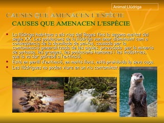 La llúdriga habitava a els rius del Bages fins la segona meitat del segle XX. Les poblacions de la llúdriga van anar disminuint com a conseqüència de la davallada de peixos, causada per la contaminació generalitzada de les aigües, provocada  per la mineria de potassa, les granges, les poblacions humanes i les indústries, que la va dur gairebé a l’extinció. Està en perill d’extinció, en molts llocs, està prohibida la seva caça. Les llúdrigues no poden viure en un riu contaminat.  Animal:Llúdriga CAUSES QUE AMENACEN L'ESPÈCIE 