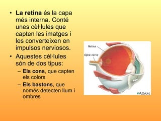<ul><li>La retina  és la capa més interna. Conté unes cèl·lules que capten les imatges i les converteixen en impulsos nerv...