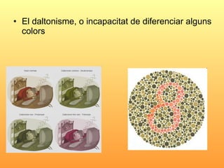 <ul><li>El daltonisme, o incapacitat de diferenciar alguns colors </li></ul>