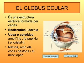 EL GLOBUS OCULAR
• És una estructura
  esfèrica formada per
  capes
• Escleròtica i còrnia
• Úvea o coroides
  amb l’iris ...