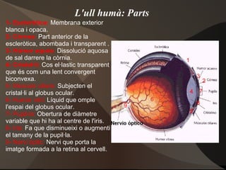 L'ull humà: Parts 1- Escleròtica:  Membrana exterior blanca i opaca.  2- Còrnea :  Part anterior de la escleròtica, abombada i transparent . 3- Húmor aquós :  Dissolució aquosa de sal darrere la còrnia. 4- Cristal·lí:  Cos el·lastic transparent que és com una lent convergent biconvexa. 5- Músculs ciliars:  Subjecten el cristal·li al globus ocular. 6- Humor vitri:  Líquid que omple l'espai del globus ocular. 7- Pupil·la:  Obertura de diàmetre variable que hi ha al centre de l'iris. 8- Iris:  Fa que disminueixi o augmenti el tamany de la pupil·la. 9- Nervi òptic:  Nervi que porta la imatge formada a la retina al cervell. 1 2 3 4 5 6 7 9 8 