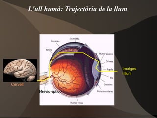 L'ull humà: Trajectòria de la llum Cervell Imatges i llum 